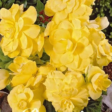 Begonia Double Yellow 3-pakning